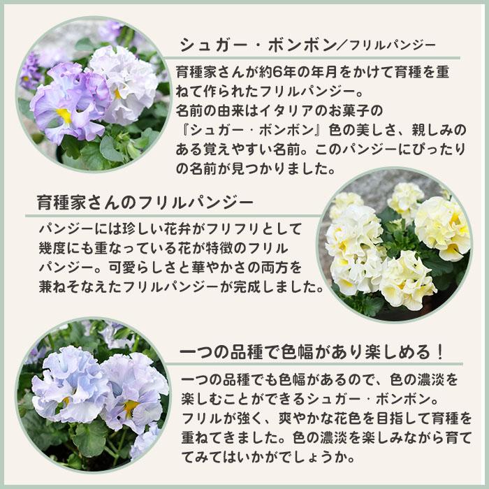 予約販売】 育種家『湘南Berry』さんのフリルパンジー 〜シュガー