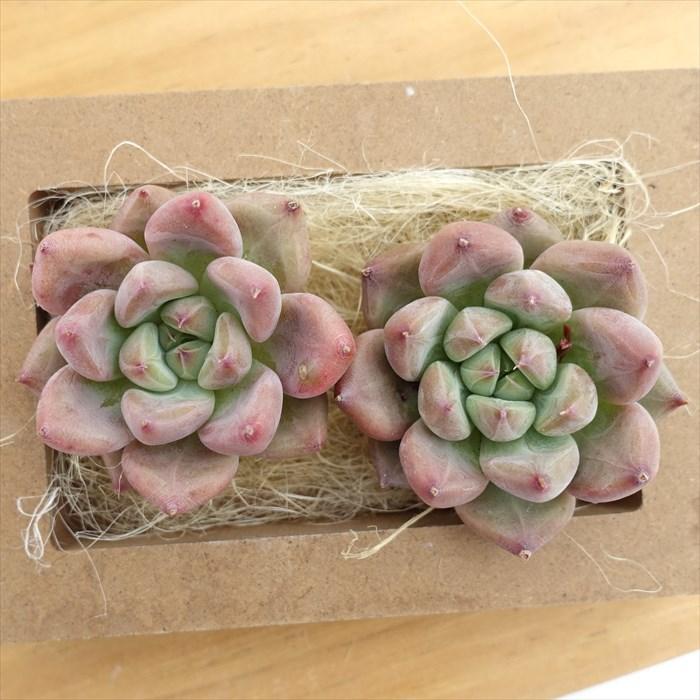 多肉植物 エケベリア フィンガーリング 韓国苗 抜き苗 カット苗 多肉植物 エケベリア フィンガーリング 韓国苗 抜き苗 カット苗