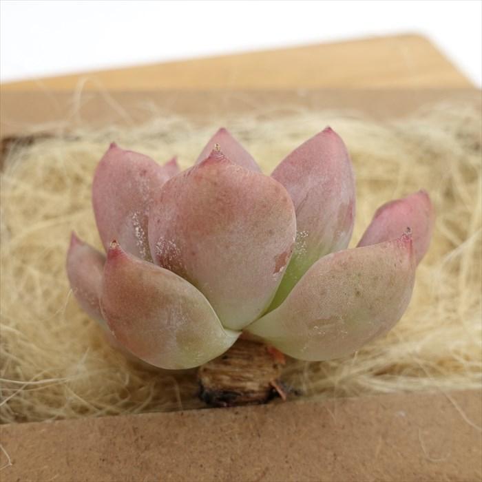 多肉植物 エケベリア フィンガーリング 韓国苗 抜き苗 カット苗