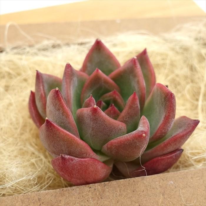 多肉植物 エケベリア フラワーソング 韓国苗 抜き苗 カット苗 約 多肉植物 エケベリア フラワーソング 韓国苗 抜き苗 カット苗 約