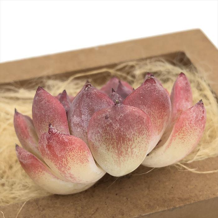 多肉植物 エケベリア キャンティクル 韓国苗 抜き苗 カット苗 約5cm