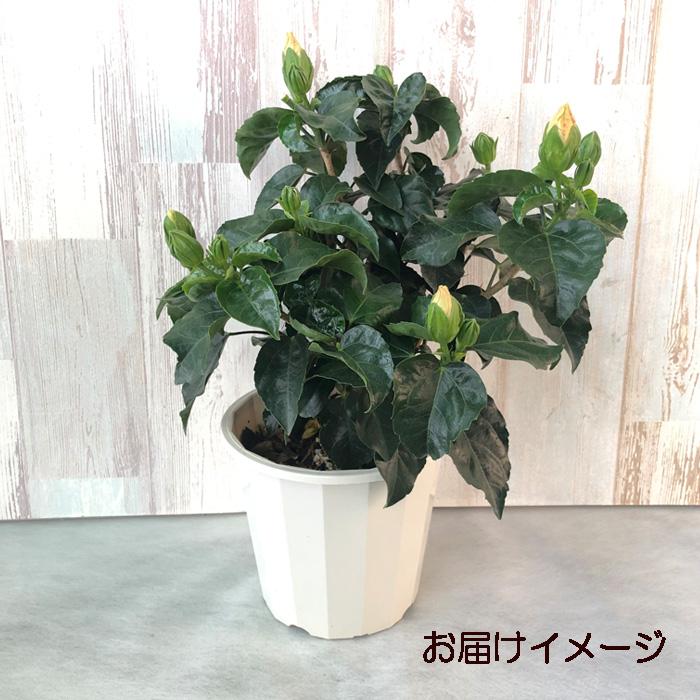 【予約販売】ハイビスカス 夕焼け 5号 鉢植え fru 5月下旬以降発送｜latestplants2019｜02