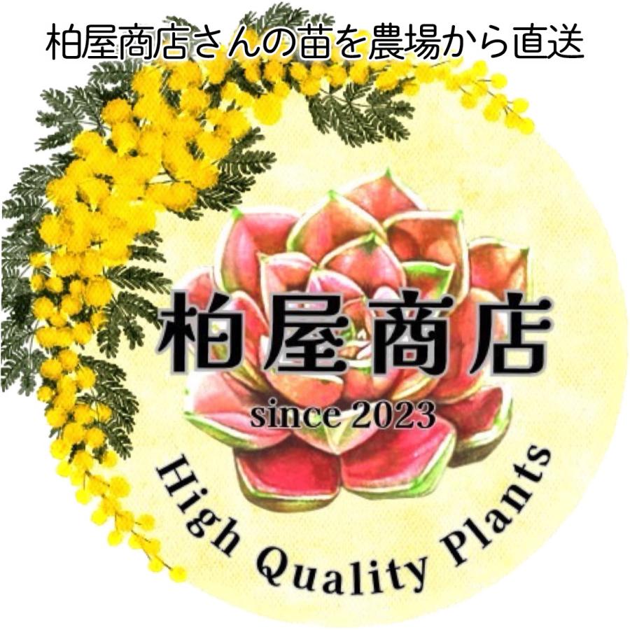 【柏屋商店さん直送】多肉植物 送料無料 品種おまかせカット苗 もりもりセット 観葉植物 インテリア 抜き苗 寄せ植え エケベリア セダム グラプトペタラム tti｜latestplants2019｜05