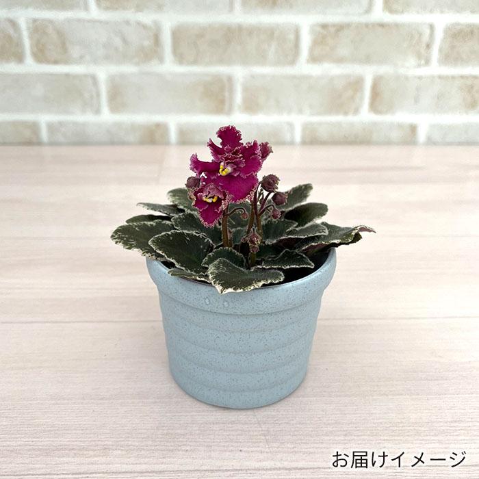 予約販売】 セントポーリア ジョリーフリル 3号鉢 ミニ種 斑入り種 鉢