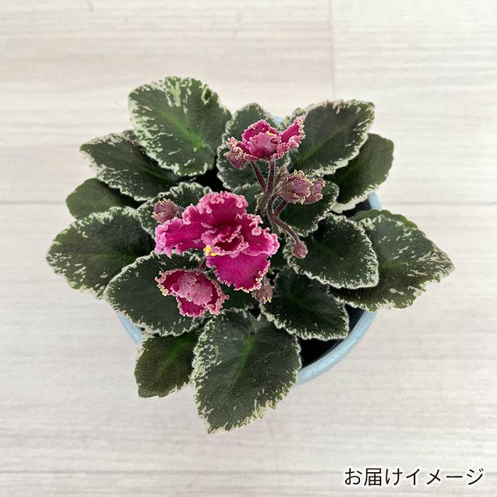 予約販売】 セントポーリア ジョリーフリル 3号鉢 ミニ種 斑入り種 鉢