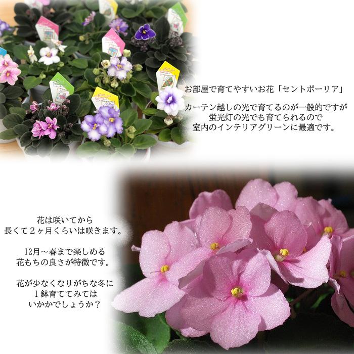 まもなく予約締切】【予約販売】 セントポーリア ウッドトレイルSP 3号