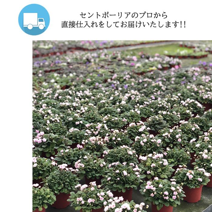 まもなく予約締切】【予約販売】 セントポーリア ウッドトレイルSP 3号