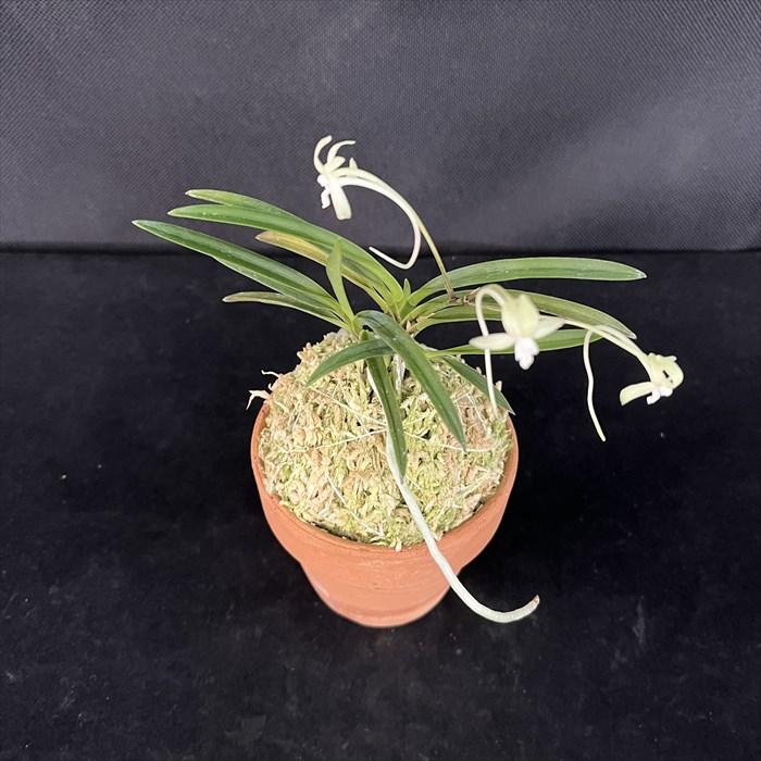 富貴蘭 紀州緑風 2.5号鉢 フウキラン 風蘭 古典植物 山野草 kih : レイ