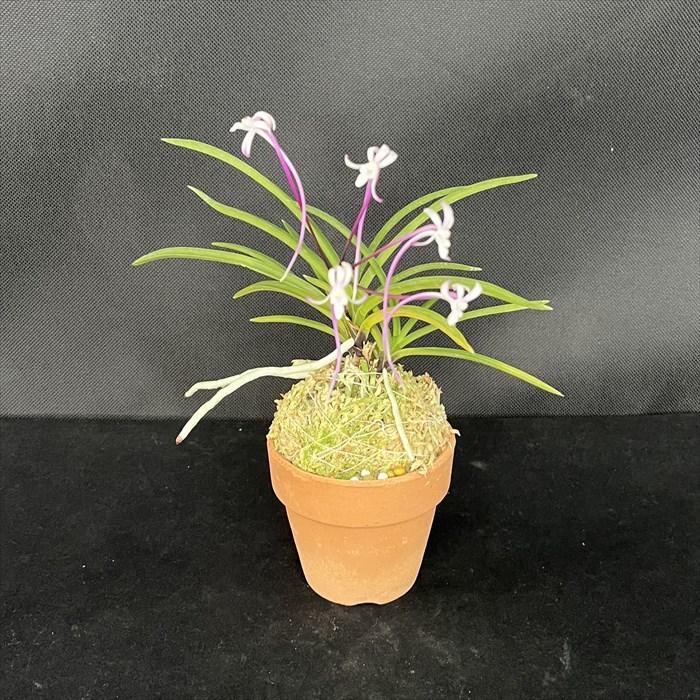 富貴蘭 紅嚇殿 2.5号鉢 フウキラン 風蘭 古典植物 山野草 kih