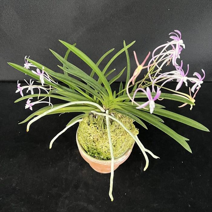 【現品販売】富貴蘭 篤姫 2.5号鉢 フウキラン 風蘭 古典植物 山野草 kihの画像