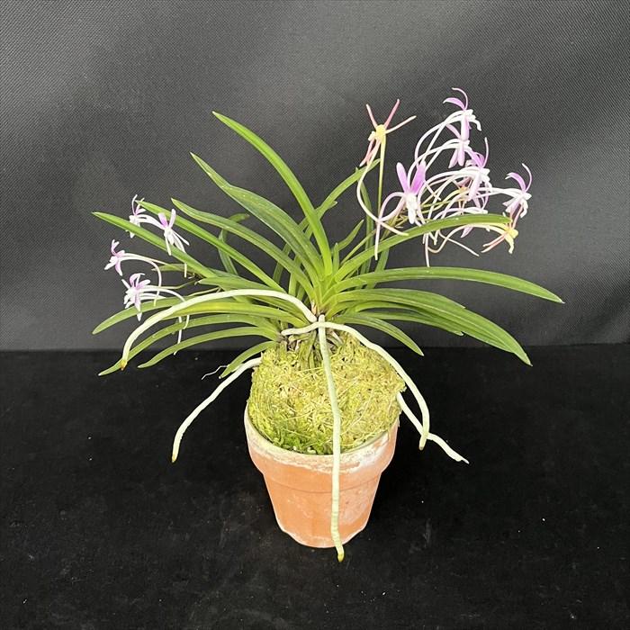 【現品販売】富貴蘭 篤姫 2.5号鉢 フウキラン 風蘭 古典植物 山野草 kihの画像