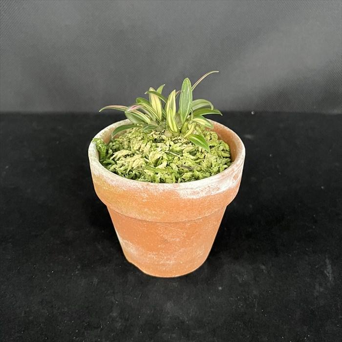 【現品販売】深山麦蘭 紅珊瑚 2.5号鉢 ミヤマムギラン 古典植物 山野草 kih 現品販売 深山麦蘭 5号鉢