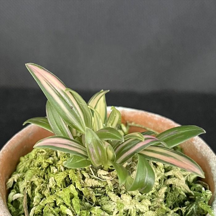 【現品販売】深山麦蘭 紅珊瑚 2.5号鉢 ミヤマムギラン 古典植物 山野草 kih 現品販売 深山麦蘭 5号鉢