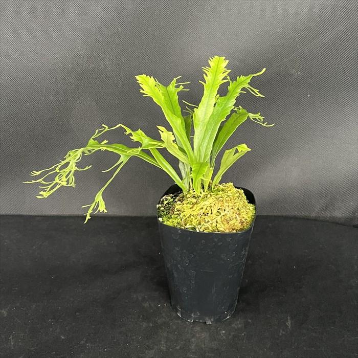 軒忍 多度雲龍 3号鉢 ノキシノブ 古典植物 シダ植物 山野草 kih : レイ