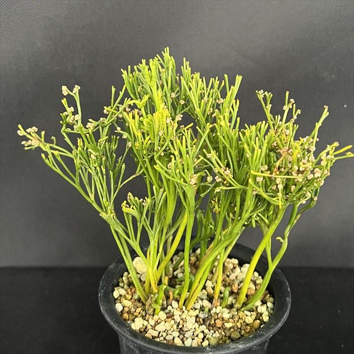 太平楽　シダ植物　松葉蘭　観葉植物　園芸　古典植物　珍奇植物　伝統　マツバラン 現品販売】松葉蘭 太平楽 3.5号鉢 マツバラン 古典植物 山野草 kih