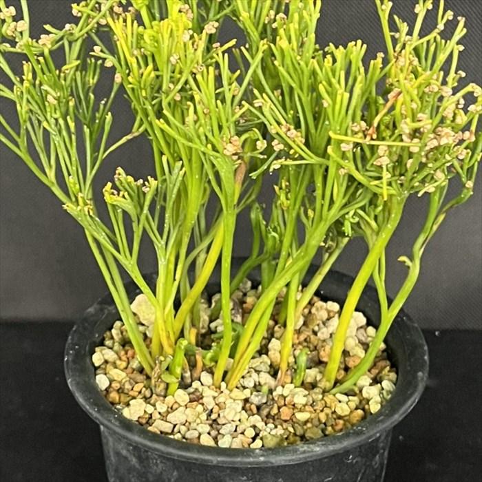 太平楽　シダ植物　松葉蘭　観葉植物　園芸　古典植物　珍奇植物　伝統　マツバラン 現品販売】松葉蘭 太平楽 3.5号鉢 マツバラン 古典植物 山野草 kih
