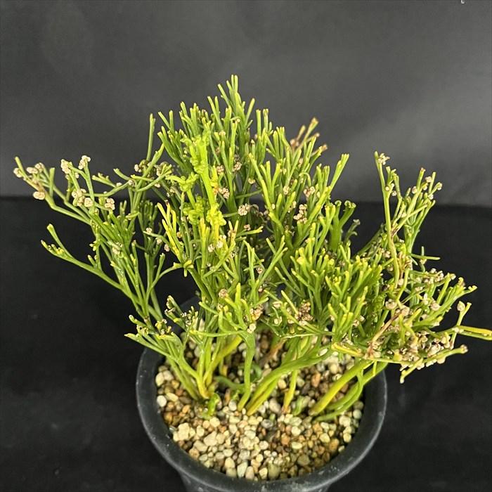 現品販売】松葉蘭 太平楽 3.5号鉢 マツバラン 古典植物 山野草 kih