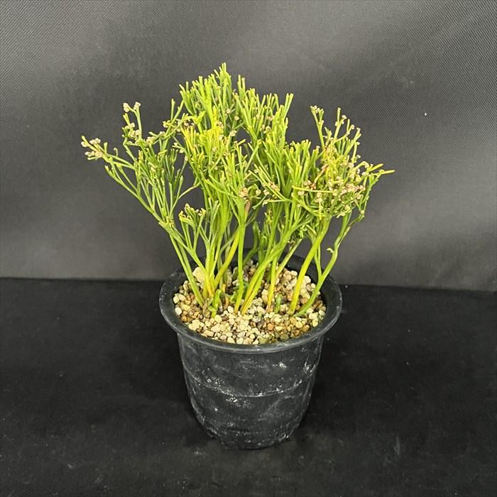 現品販売】松葉蘭 太平楽 3.5号鉢 マツバラン 古典植物 山野草 kih
