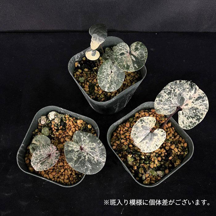 完売　　天然野生【カンアオイ＊寒葵/盆栽用の3色の鉢に！素敵ですよ】東京檜原村産 カンアオイ（寒葵）：皇陽（コウヨウ）3号ポット の通販 | 園芸
