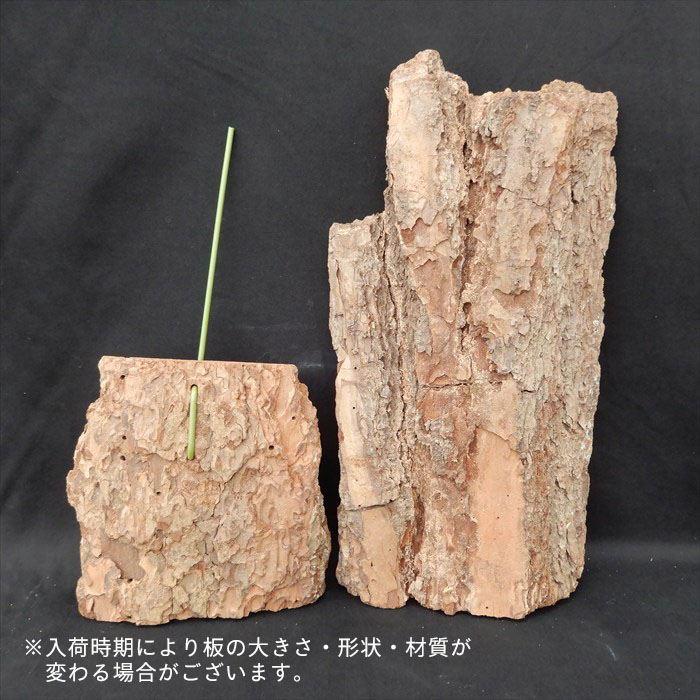 予約販売】 洋ラン【開花見込株】セイデンファデニア ミトラタ 原種 板