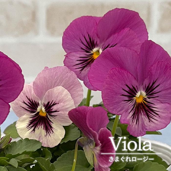 まもなく予約締切】【予約販売】 ビオラ きまぐれロージー 10.5cm