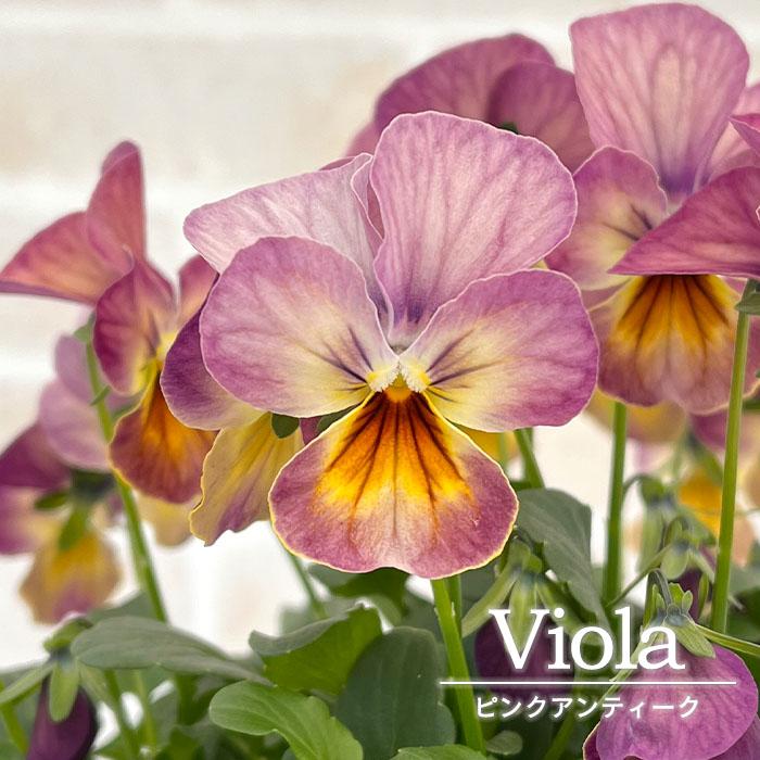 まもなく予約締切】【予約販売】 ビオラ ピンクアンティーク 10.5cm