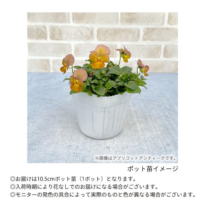 まもなく予約締切】【予約販売】 ビオラ ピンクアンティーク 10.5cm