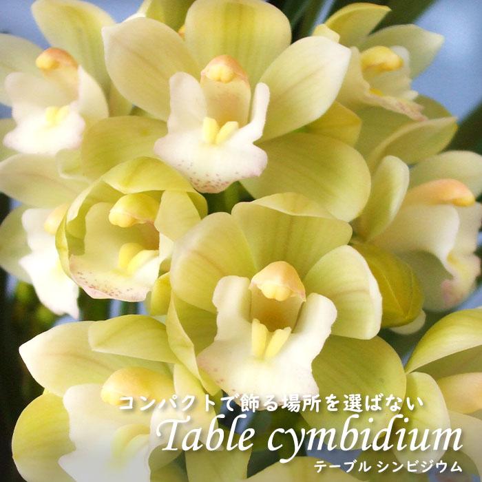 予約販売】洋ラン【花芽付き】テーブルシンビジウム エンザンスカイ