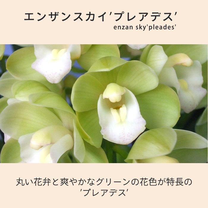 予約販売】洋ラン【花芽付き】テーブルシンビジウム エンザンスカイ