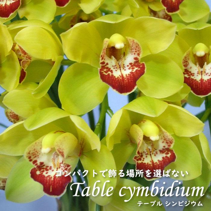 予約販売】洋ラン【花芽付き】テーブルシンビジウム ラブリームービー