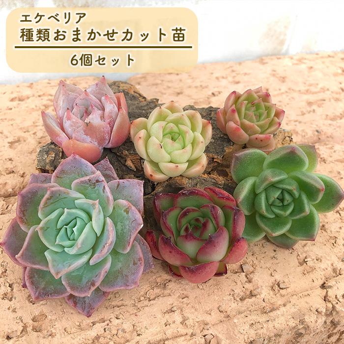 多肉植物 エケベリアカット苗 6個セット 寄せ植え 観葉植物 インテリア  