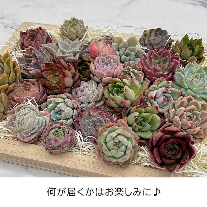 多肉植物 エケベリアカット苗 6個セット 寄せ植え 観葉植物