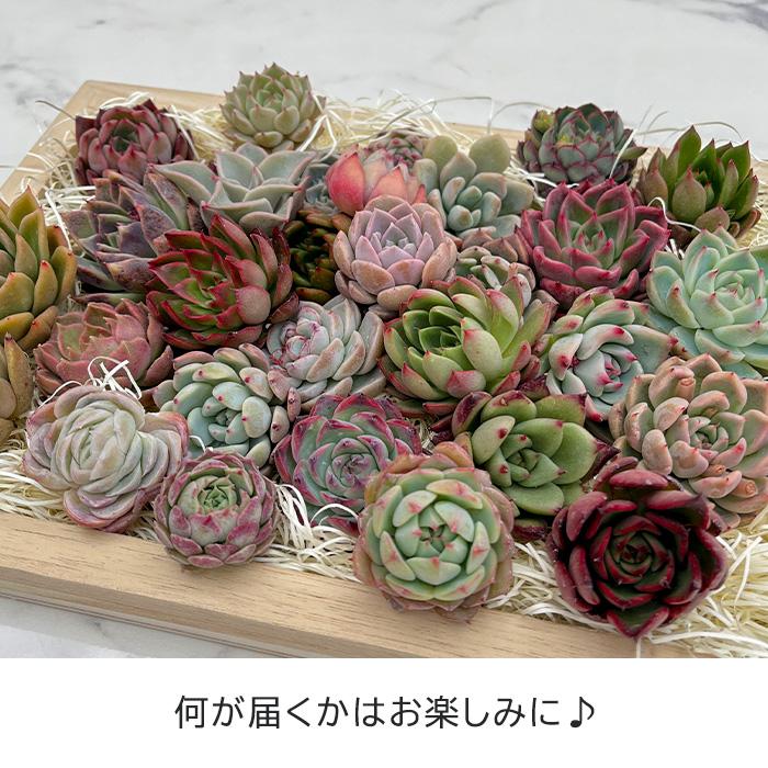 多肉植物 エケベリアカット苗 6個セット 寄せ植え 観葉植物 インテリア toc｜latestplants2019｜05