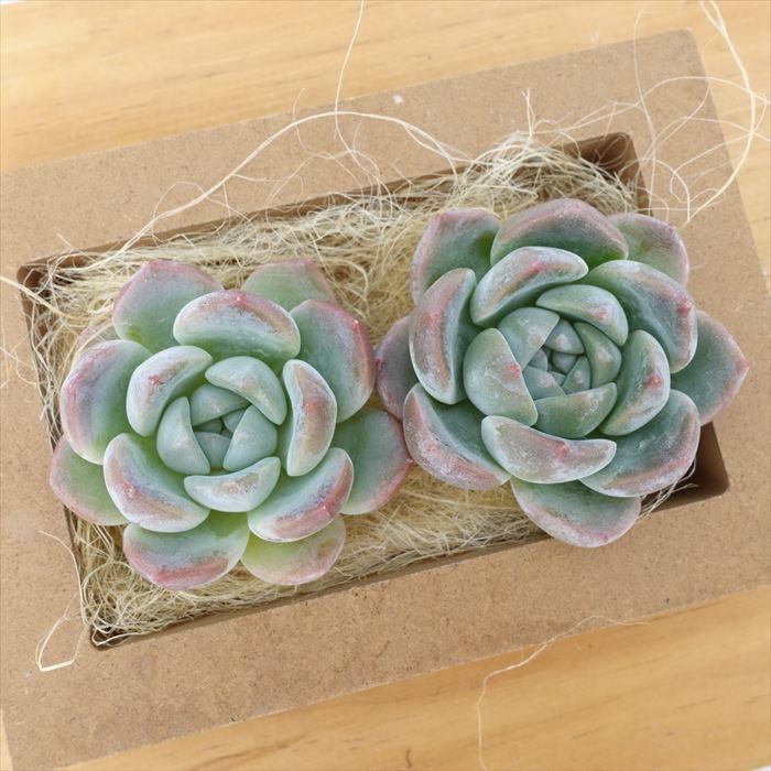 多肉植物 エケベリア シックモンロー 韓国苗 抜き苗 カット苗 約5cm