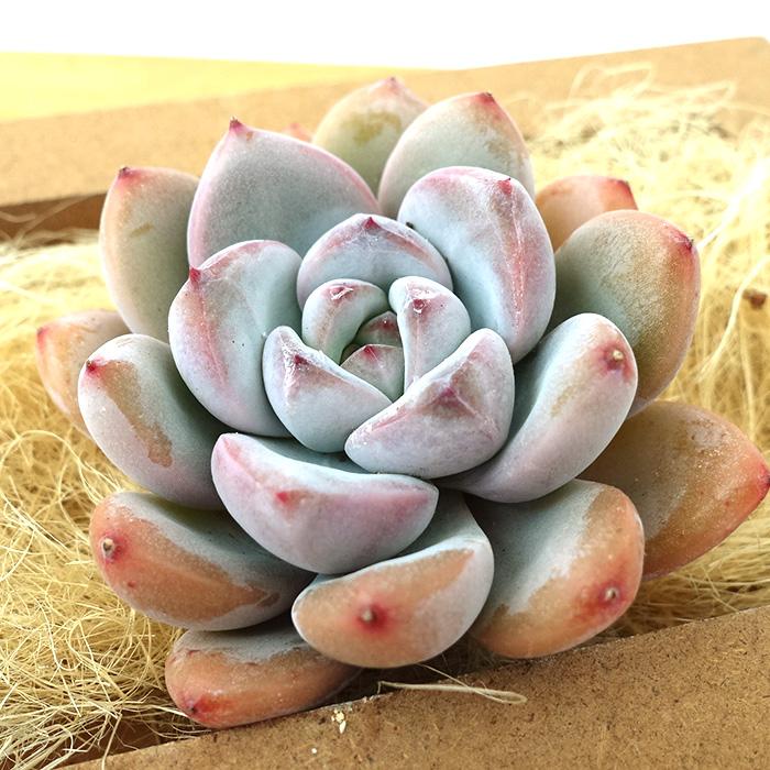 グリーンエメラルド錦◎多肉植物 カット苗 韓国苗 エケベリア等