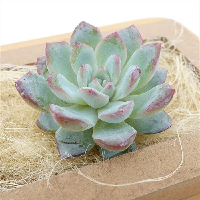 多肉植物 エケベリア スノーナイト 韓国苗 抜き苗 カット苗 約5cm hng