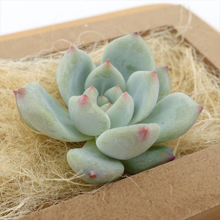 多肉植物 エケベリア ドリームラッキー 韓国苗 抜き苗 カット苗 約5cm