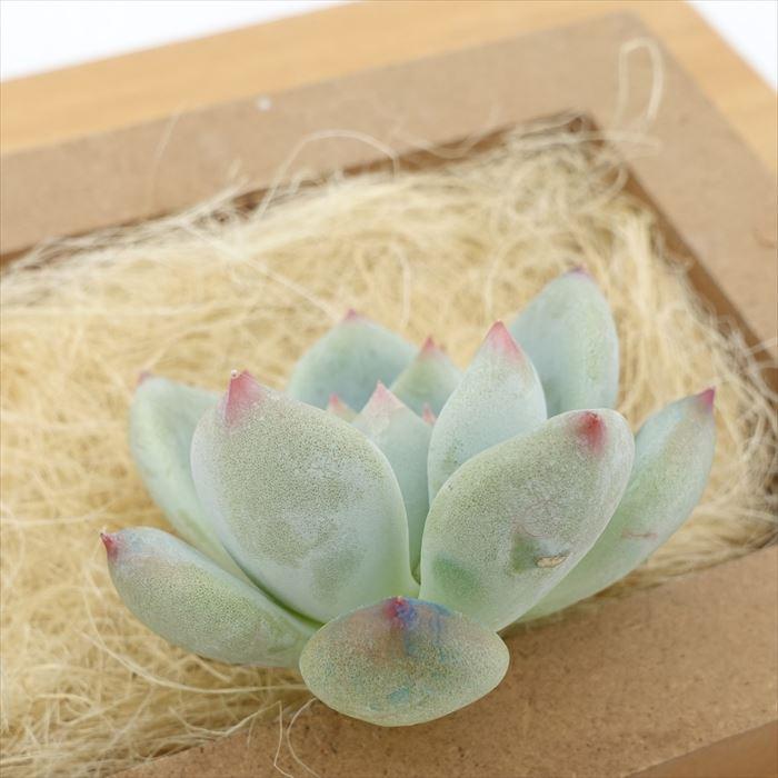 多肉植物 エケベリア ドリームラッキー 韓国苗 抜き苗 カット苗 約5cm