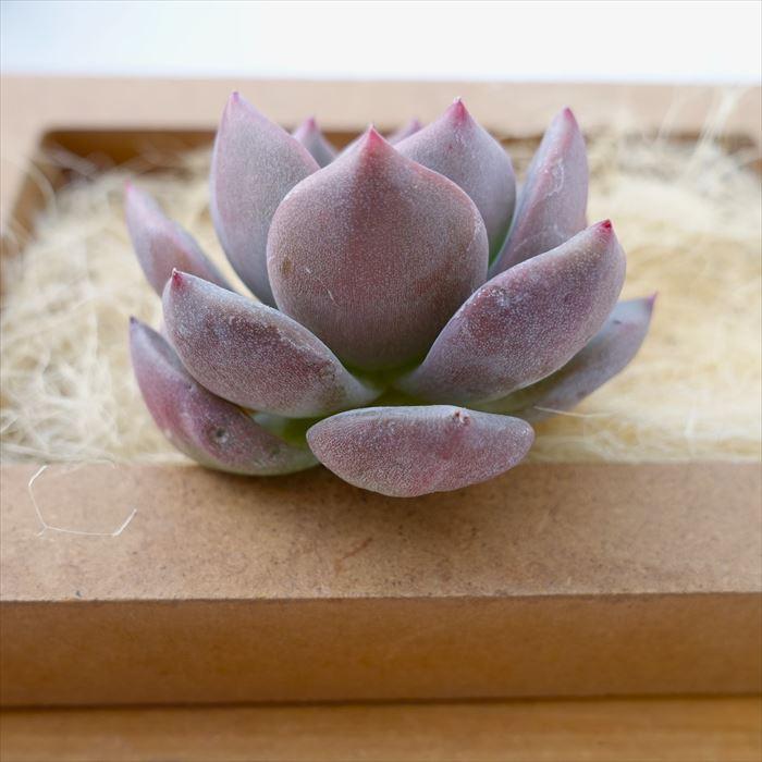 ペガサス◎多肉植物 カット苗 韓国苗 エケベリア等 5889_1.jpg