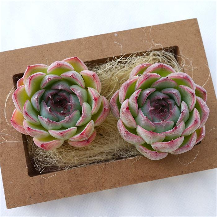 多肉植物 エケベリア エンチャンティングフェアリー 魅惑の妖精 韓国苗