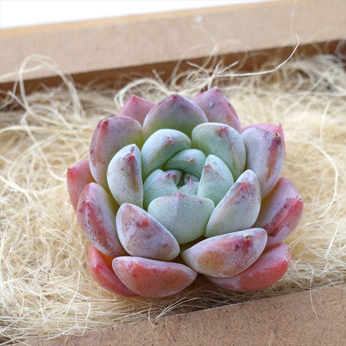 多肉植物 エケベリア グリーンライスボール 韓国苗 抜き苗 カット苗 約