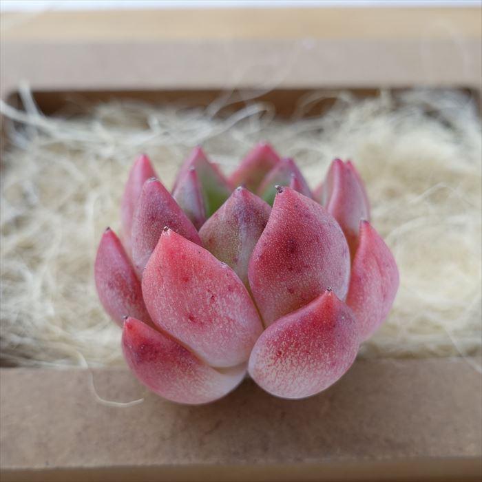 多肉植物 エケベリア ジェイドラウンド 韓国苗 抜き苗 カット苗 約4cm
