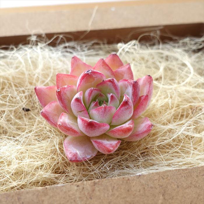 多肉植物　韓国苗　ピンクジェニー　木立　抜き苗 多肉植物 韓国苗 ピンクジェニー 木立 抜き苗 大人気 多肉植物