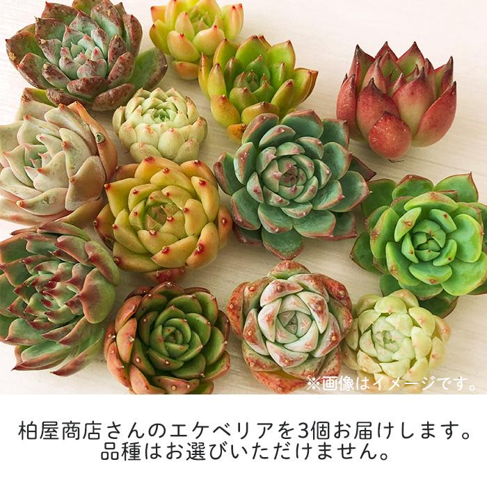 セダム　多肉　弁当　パック　寄せ植え　お試し 多肉弁当】透明パックに入った多肉植物がめちゃくちゃ素敵な