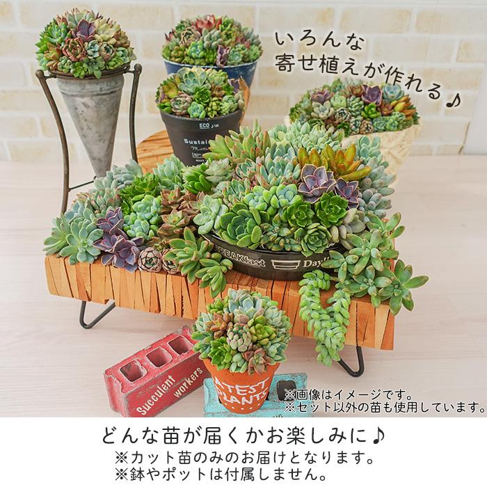 柏屋商店さん直送】送料無料 多肉弁当 多肉植物 観葉植物 柏屋商店さん直送】送料無料 多肉弁当 多肉植物 観葉植物