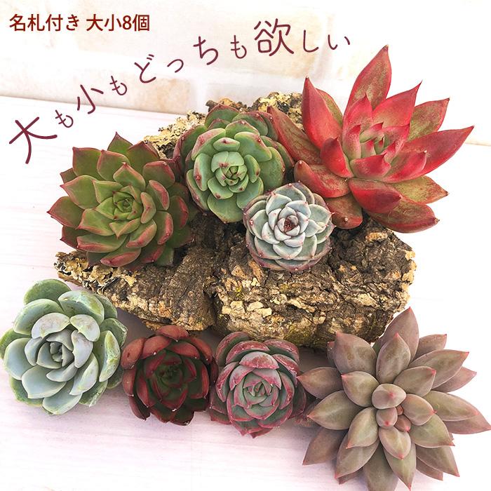 多肉植物 エケベリアカット苗 名札付き大小ミックス8個セット 寄せ植え 