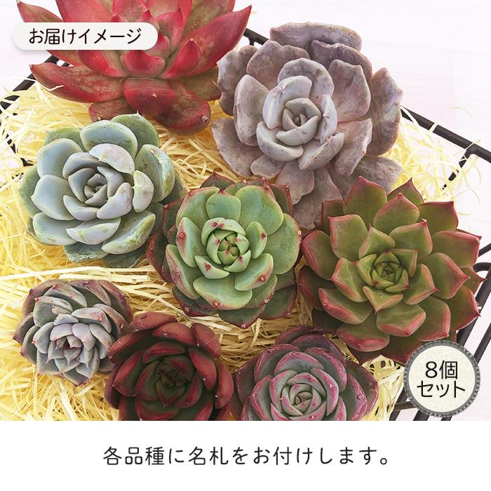 Top【選抜株】多肉植物　9308 オパリナ錦36個　鉢無し/脱土 Top【選抜株】多肉植物 9308 オパリナ錦36個 鉢無し/脱土 - メルカリ