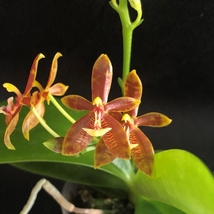 洋ラン【開花見込株】ファレノプシス マンセビ 長さ約25cm杉板吊り 洋