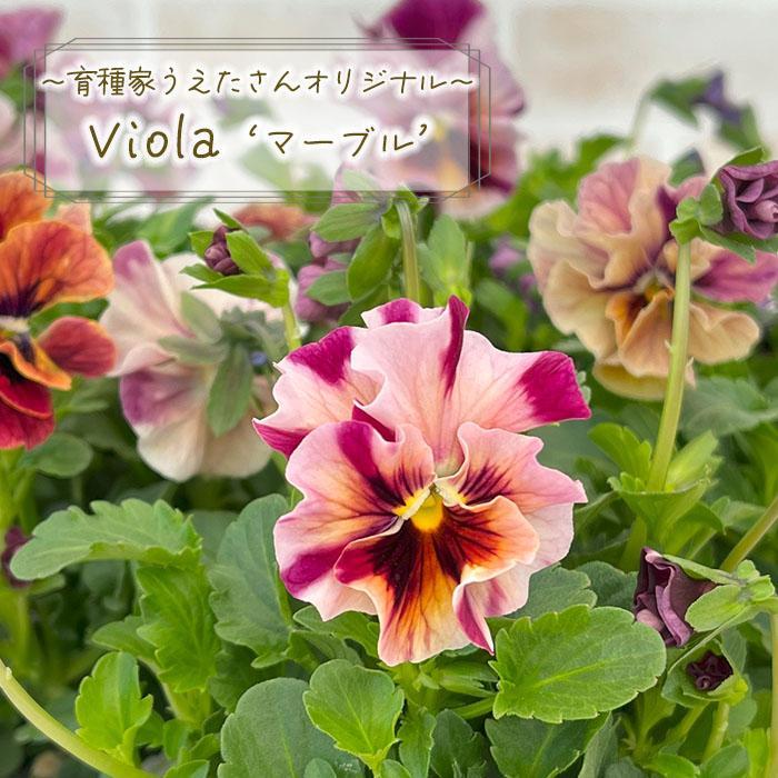 まもなく予約締切】【予約販売】 育種家うえたさんオリジナル ビオラ
