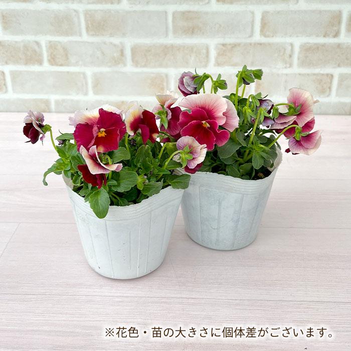 予約販売】育種家うえたさんオリジナル ビオラ レインボーウェーブ PRB